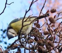 Cyanistes caeruleus