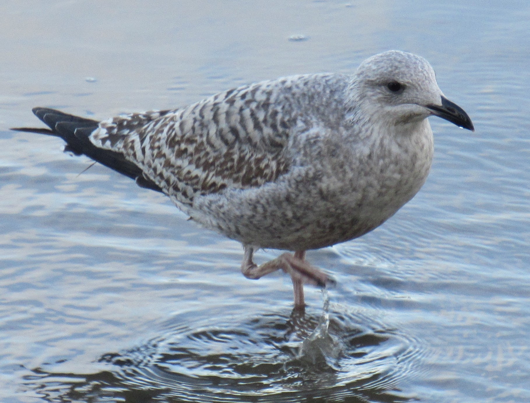 Herring Gull (Larus argentatus)