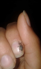 Eudiagogus episcopalis