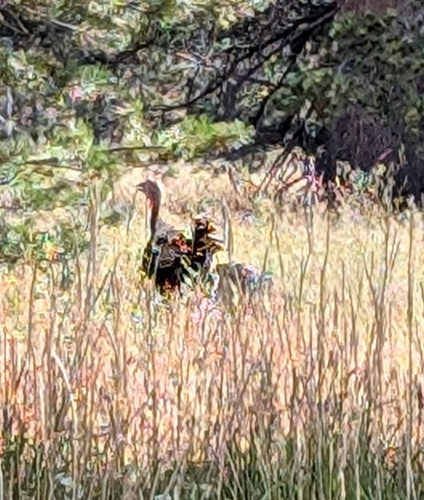 iNaturalist observation photo of Wild Turkey