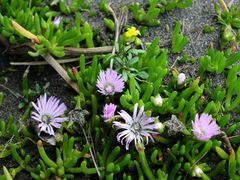 Disphyma australe australe