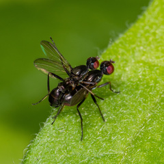 Nemopoda nitidula