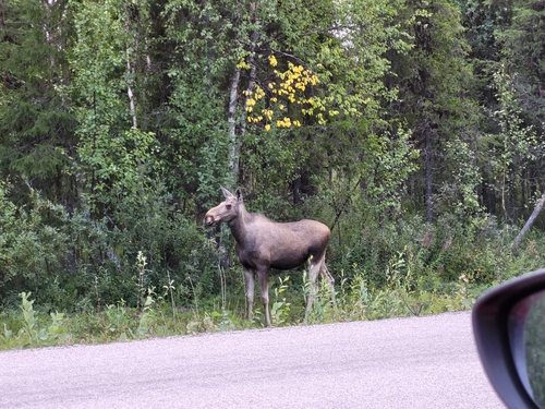 Moose