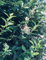 Vanessa atalanta