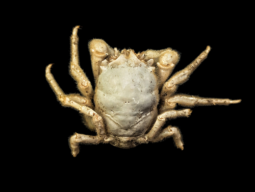 Dicranodromia robusta