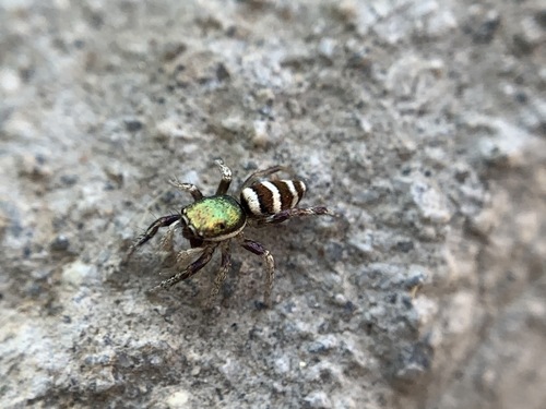 Salticus palpalis photo 3