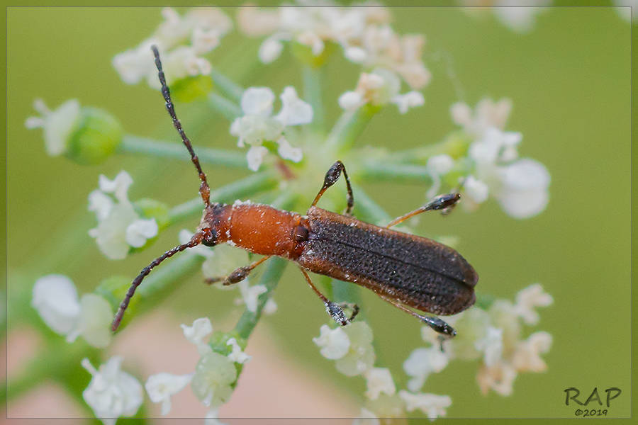 Dihammaphora