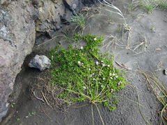 Disphyma australe australe