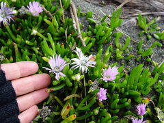 Disphyma australe australe