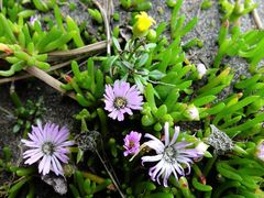 Disphyma australe australe