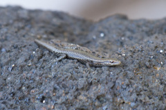 Cryptoblepharus eximius