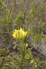 Aspalathus aspalathoides