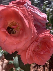 Bombus impatiens