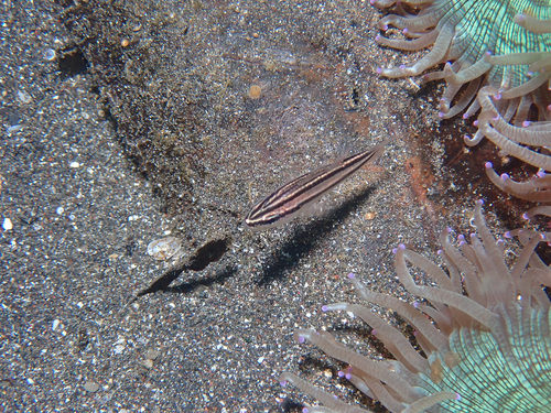 Broad-banded cardinalfish (Ostorhinchus kiensis) — Apogonidae — 2