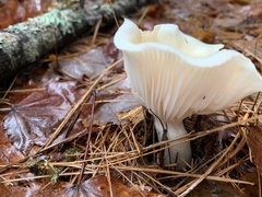 Hygrophorus flavodiscus