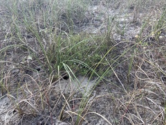 Trichostema nesophilum