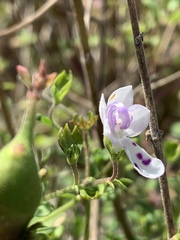 Trichostema nesophilum