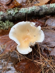 Hygrophorus flavodiscus