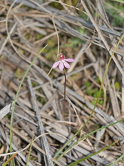 Caladenia bartlettii