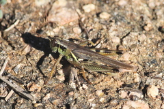 Melanoplus lakinus