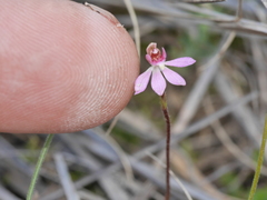 Caladenia bartlettii