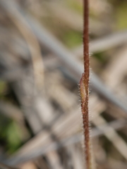 Caladenia bartlettii