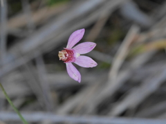 Caladenia bartlettii