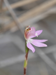 Caladenia bartlettii