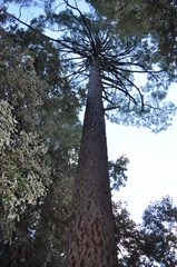 Pinus nigra laricio