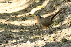 Morococcyx erythropygus