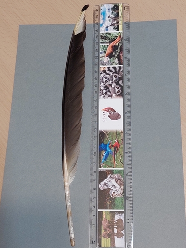 Plume de Goéland brun