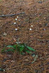 Rhynchostele bictoniensis