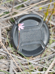 Caladenia bartlettii