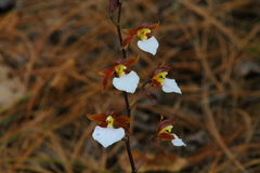 Rhynchostele bictoniensis