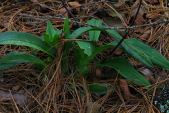 Rhynchostele bictoniensis