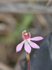 Caladenia bartlettii
