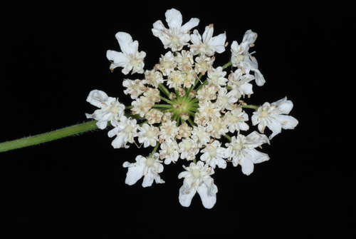 Giant Hogweed