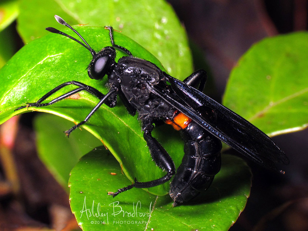Mydas audax