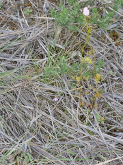 Caladenia bartlettii