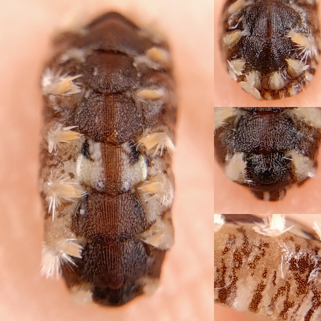 Meturoplax dissimilis