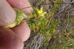 Aspalathus aspalathoides