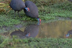 Numida meleagris mitratus