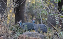 Numida meleagris mitratus