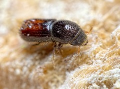 Pityogenes chalcographus