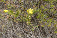 Aspalathus aspalathoides