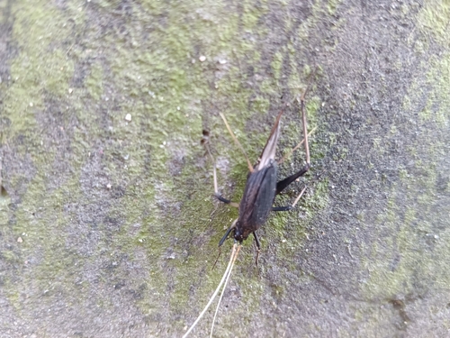Asian Bell Cricket