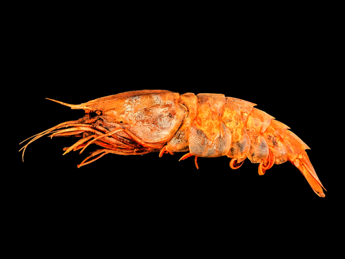 Acanthephyra carinata