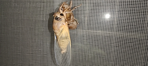 Eastern horse cicada