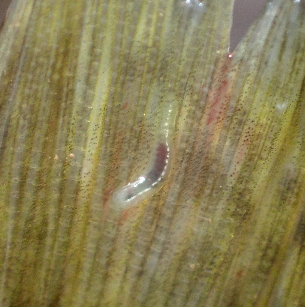 Leech