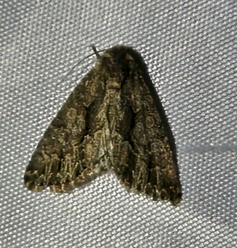 Ruacodes tela